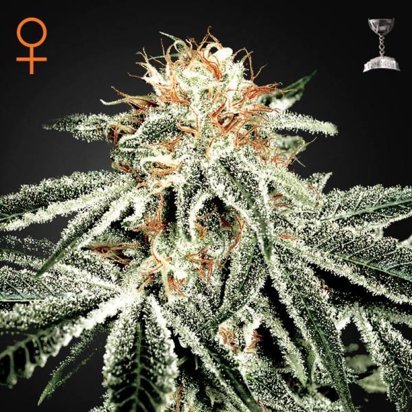 White Widow (Greenhouse Seeds) Feminisoidut