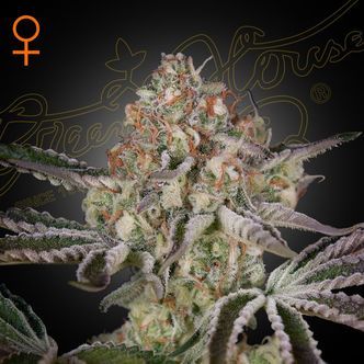 Great White Shark (Greenhouse Seeds) feminisoitu