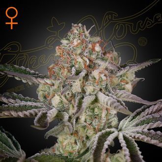 Great White Shark (Greenhouse Seeds) Feminisoidut