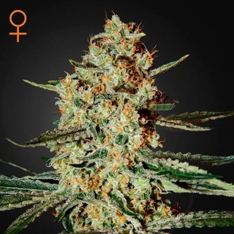 Himalaya Gold (Greenhouse Seeds) feminisoidut kannabiksen siemenet