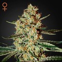 Himalaya Gold (Greenhouse Seeds) Feminisoidut