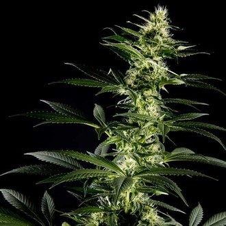 Himalaya Gold (Greenhouse Seeds) Feminisoidut