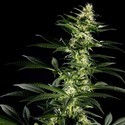 Himalaya Gold (Greenhouse Seeds) Feminisoidut