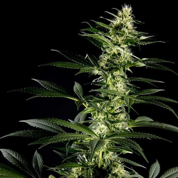Himalaya Gold (Greenhouse Seeds) Feminisoidut
