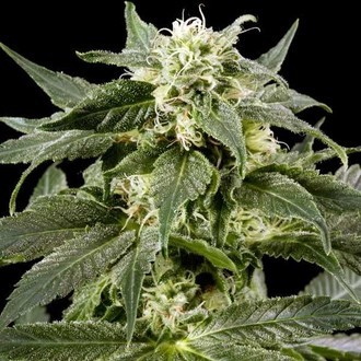 Himalaya Gold (Greenhouse Seeds) Feminisoidut