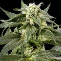 Himalaya Gold (Greenhouse Seeds) Feminisoidut