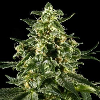 Himalaya Gold (Greenhouse Seeds) Feminisoidut