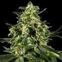 Himalaya Gold (Greenhouse Seeds) Feminisoidut