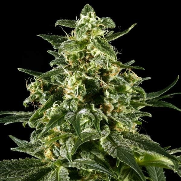 Himalaya Gold (Greenhouse Seeds) Feminisoidut