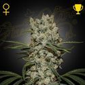 Super Silver Haze (Greenhouse Seeds) Feminisoidut