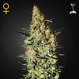 Neville's Haze (Greenhouse Seeds) feminisoidut kannabiksen siemenet