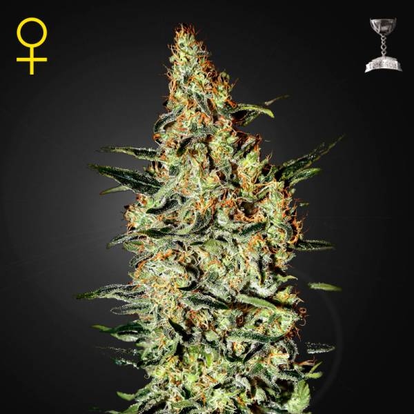 Neville's Haze (Greenhouse Seeds) Feminisoidut