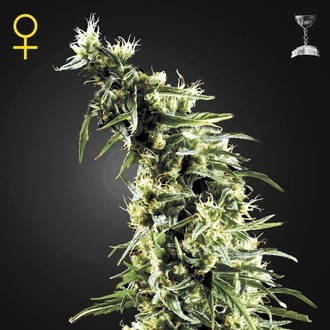 Hawaiian Snow (Greenhouse Seeds) Feminisoidut