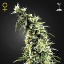 Hawaiian Snow (Greenhouse Seeds) Feminisoidut