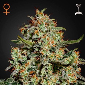 Big Bang (Greenhouse Seeds) feminisoidut kannabiksen siemenet