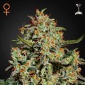 Big Bang (Greenhouse Seeds) Feminisoidut