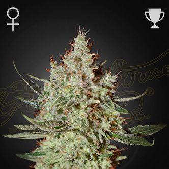 Cheese (Greenhouse Seeds) Feminisoidut kannabiksen siemenet
