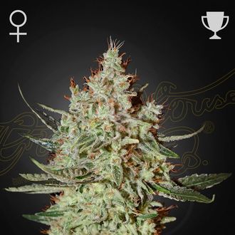 GH Cheese (Greenhouse Seeds) Feminisoidut