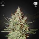 GH Cheese (Greenhouse Seeds) Feminisoidut