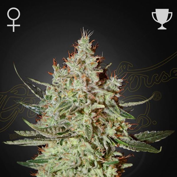 GH Cheese (Greenhouse Seeds) Feminisoidut