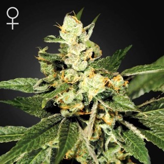 Train Wreck (Greenhouse Seeds) feminisoidut kannabiksen siemenet
