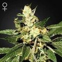 Train Wreck (Greenhouse Seeds) Feminisoidut