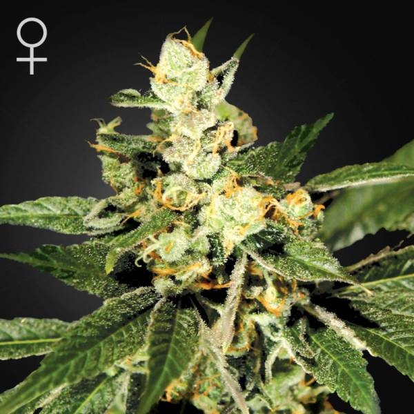 Train Wreck (Greenhouse Seeds) Feminisoidut