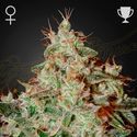 Lemon Skunk (Greenhouse Seeds) Feminisoidut