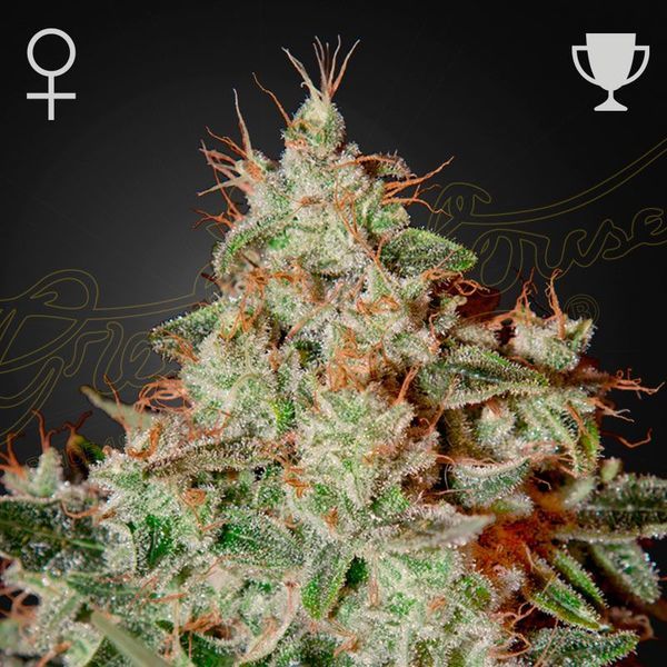 Lemon Skunk (Greenhouse Seeds) Feminisoidut