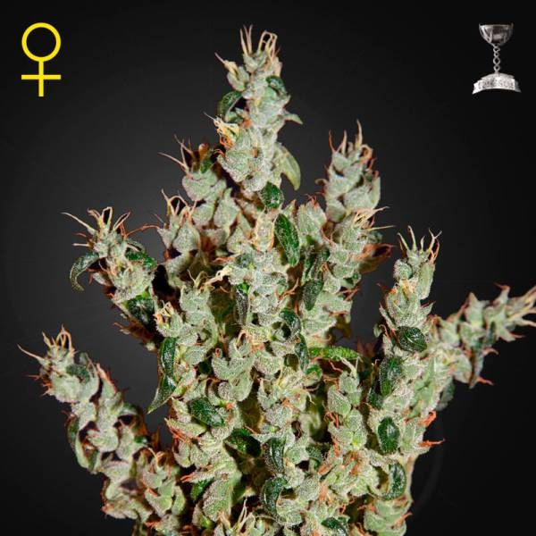 NL5 Haze Mist (Greenhouse Seeds) Feminisoidut