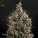 Big Bang Autoflower (Greenhouse Seeds) Feminisoidut