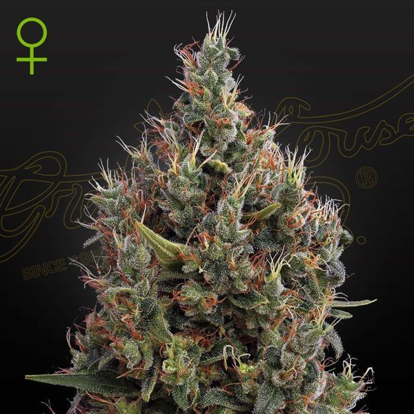 Big Bang Autoflower (Greenhouse Seeds) Feminisoidut
