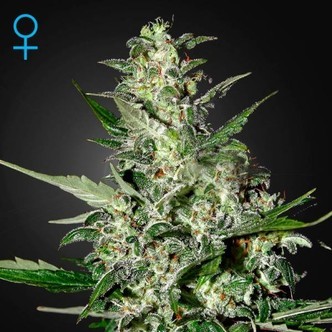 Super Critical Autoflower (Greenhouse Seeds) feminisoidut
