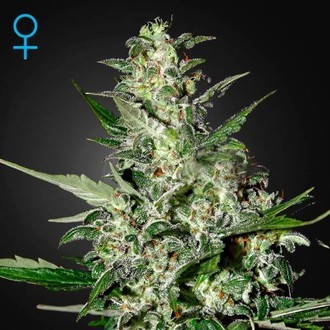 Super Critical Autoflower (Greenhouse Seeds) Feminisoidut