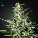 Super Critical Autoflower (Greenhouse Seeds) Feminisoidut