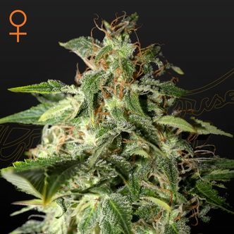 Afgooey (Strain Hunters) feminisoidut
