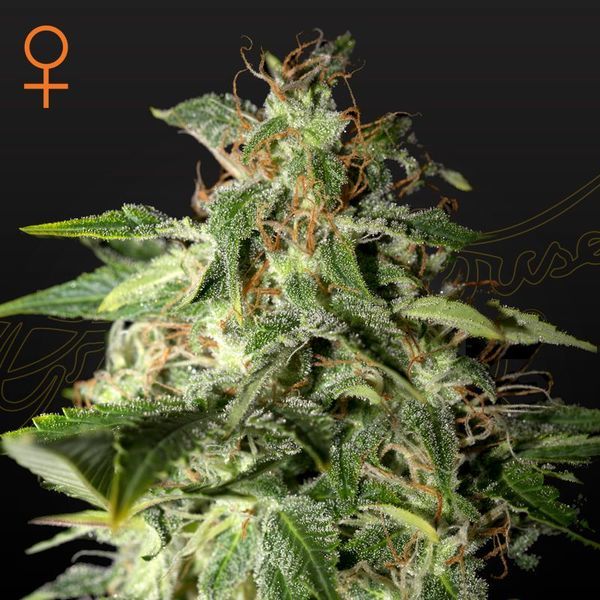 Afgooey (Strain Hunters) Feminisoidut