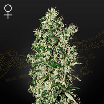 Big Tooth (Strain Hunters) feminisoidut kannabiksen siemenet
