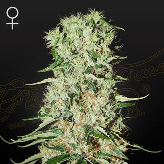 Damnesia (Strain Hunters) Feminisoidut