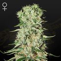 Damnesia (Strain Hunters) Feminisoidut