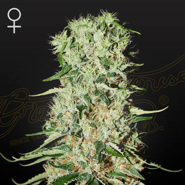 Damnesia (Strain Hunters) Feminisoidut