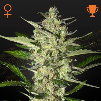 Flowerbomb Kush (Strain Hunters) feminisoitu