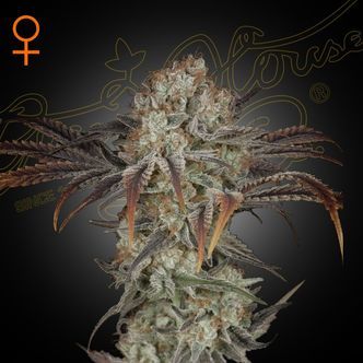 Money Maker (Strain Hunters) feminisoidut