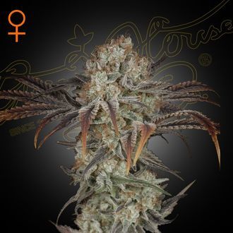 Money Maker (Strain Hunters) Feminisoidut