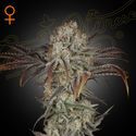Money Maker (Strain Hunters) Feminisoidut