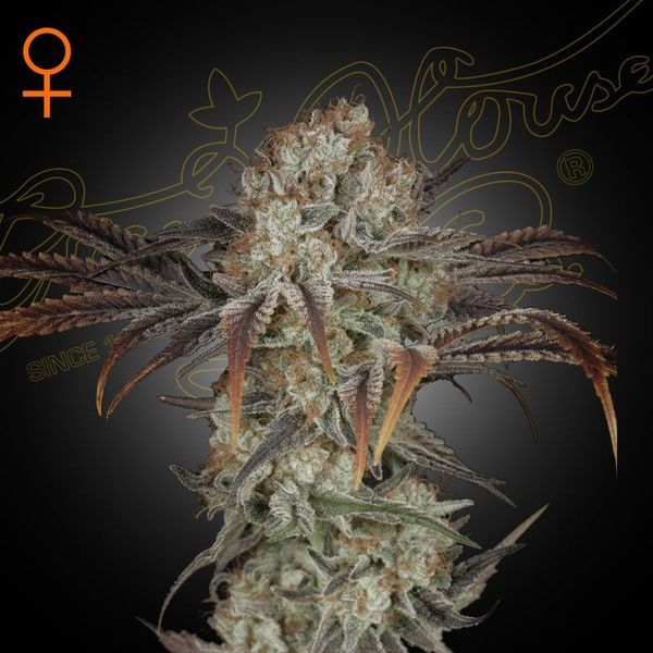 Money Maker (Strain Hunters) Feminisoidut