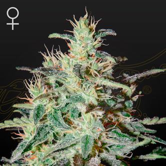 White Lemon (Strain Hunters) feminisoidut