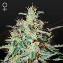 White Lemon (Strain Hunters) Feminisoidut
