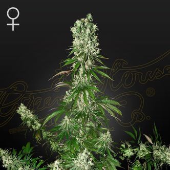 White Strawberry Skunk (Strain Hunters) feminisoidut