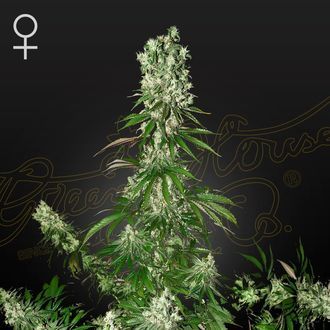 White Strawberry Skunk (Strain Hunters) Feminisoidut